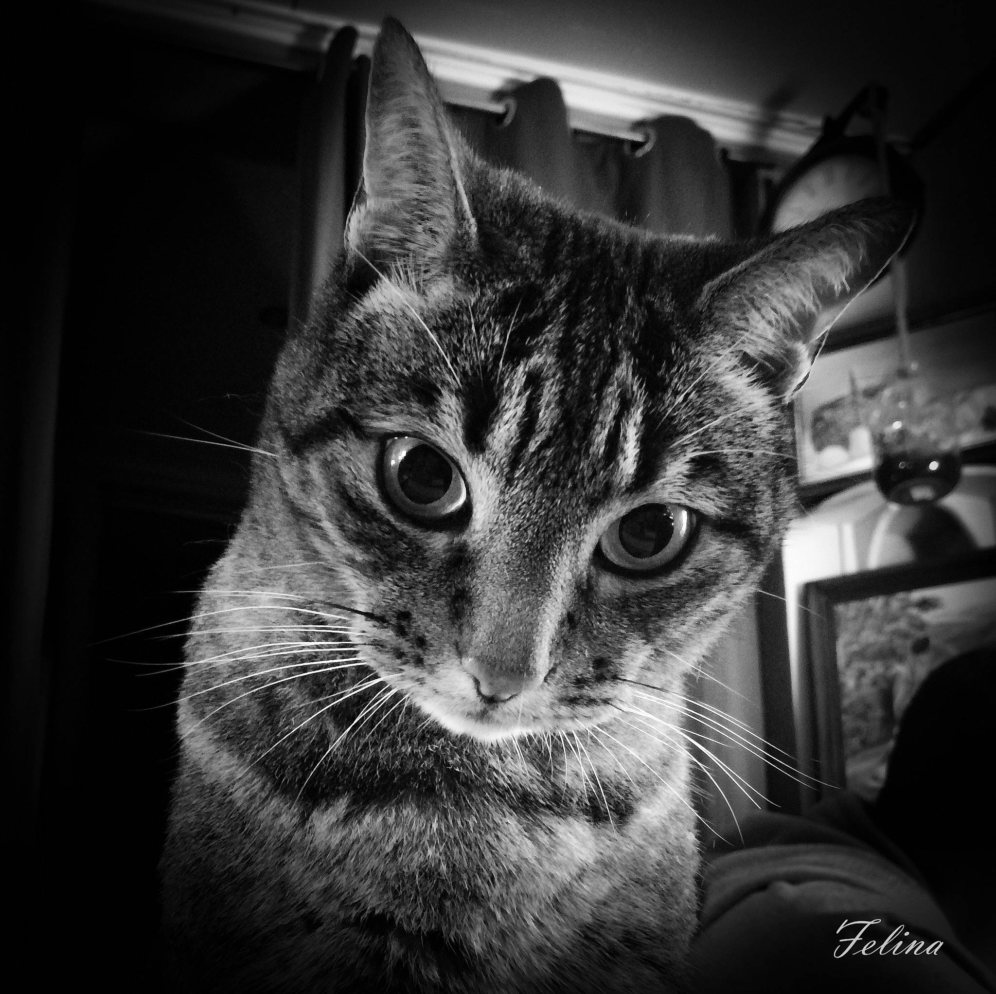 Scarlet participe au concours pour gagner de l'argent avec cette photo : asian, black, black_and_white, carnivore, cat, domestic_short_haired_cat, ear, eye, felidae, fur, monochrome, monochrome_photography, nose, photography, small_to_medium_sized_cats, snapshot, snout, tabby_cat, whiskers, white