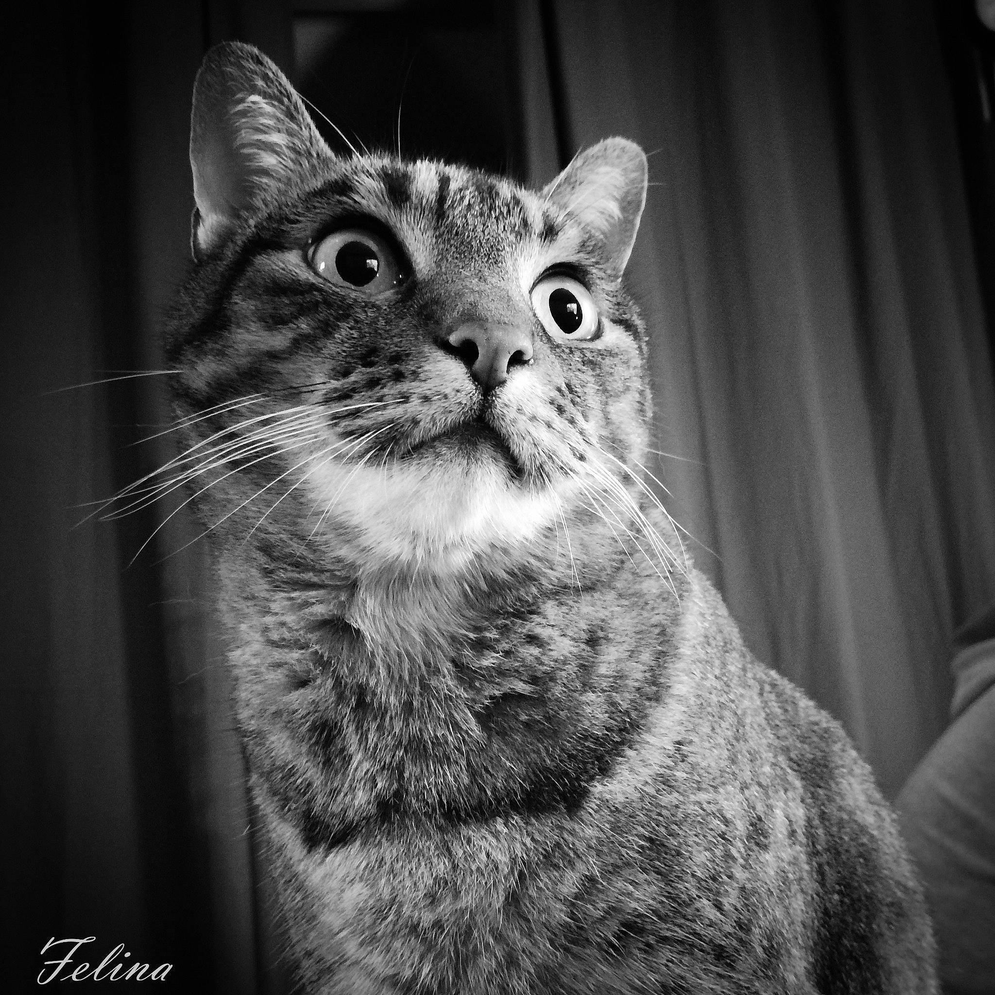 Scarlet a rejoint le concours — aidez-le/la à gagner de superbes lots ! asian, black, black_and_white, carnivore, cat, close_up, domestic_short_haired_cat, european_shorthair, eye, felidae, mammal, monochrome, monochrome_photography, photography, small_to_medium_sized_cats, snout, tabby_cat, vertebrate, whiskers, wildlife