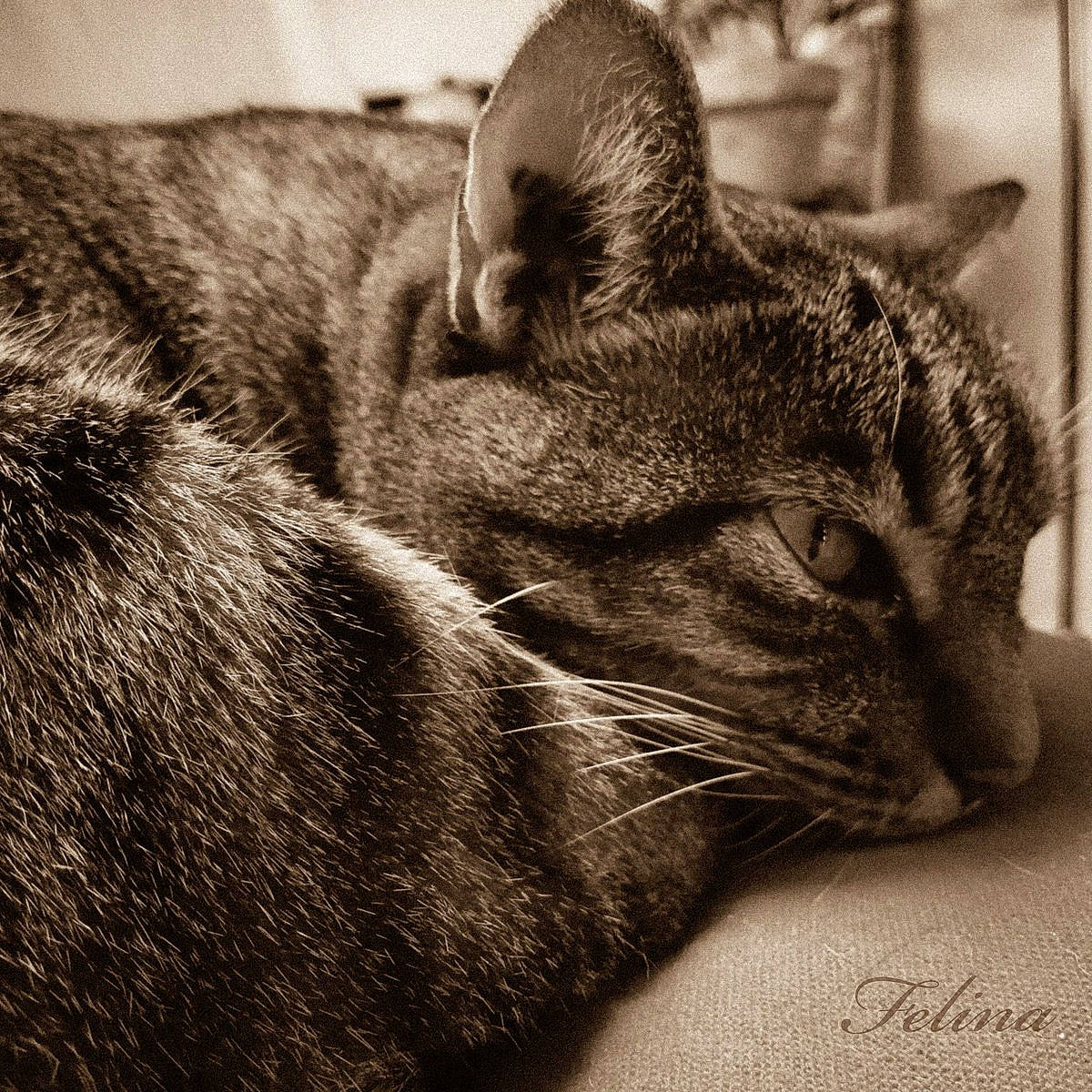 Scarlet a rejoint le concours — aidez-le/la à gagner de superbes lots ! asian, black_and_white, carnivore, cat, close_up, domestic_short_haired_cat, ear, european_shorthair, eye, felidae, fur, monochrome, nap, nose, sky, sleep, small_to_medium_sized_cats, snout, tabby_cat, whiskers