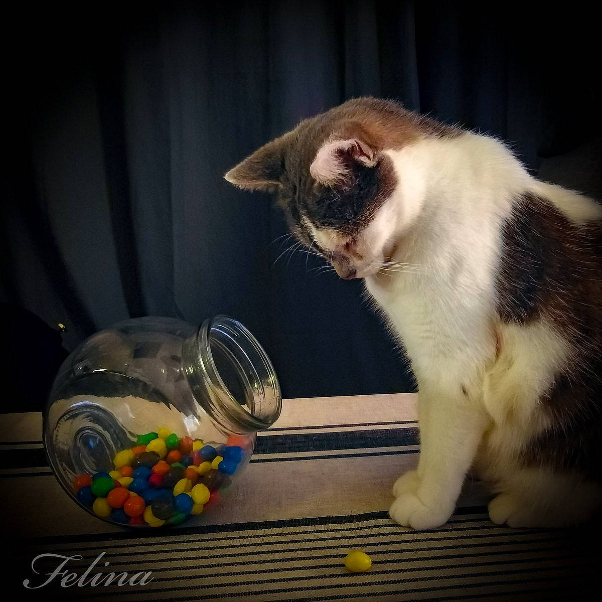 Chatouille a rejoint le concours — aidez-le/la à gagner de superbes lots ! carnivore, cat, domestic_short_haired_cat, european_shorthair, felidae, kitten, night, play, small_to_medium_sized_cats, still_life_photography, whiskers