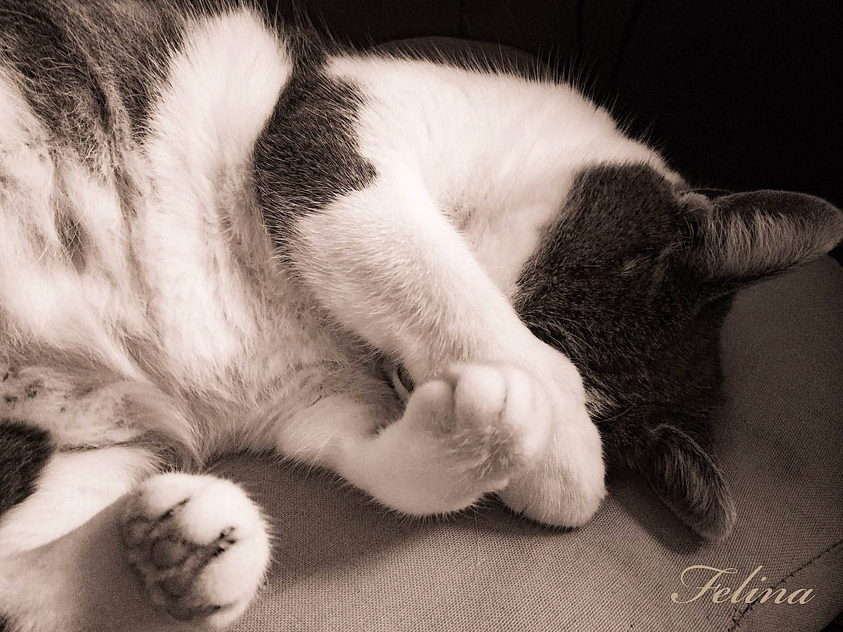 Chatouille participe au concours pour gagner de l'argent avec cette photo : black_and_white, carnivore, cat, claw, close_up, ear, eye, felidae, fur, hand, leg, nap, nose, paw, polydactyl_cat, skin, sleep, small_to_medium_sized_cats, snout, whiskers