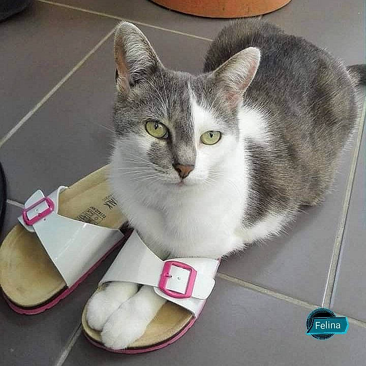 Chatouille participe au concours pour gagner de l'argent avec cette photo : asian, carnivore, cat, domestic_short_haired_cat, european_shorthair, felidae, footwear, kitten, paw, shoe, small_to_medium_sized_cats, tail, whiskers