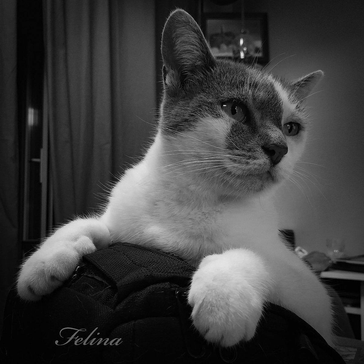 Chatouille a rejoint le concours — aidez-le/la à gagner de superbes lots ! asian, black_and_white, carnivore, cat, domestic_short_haired_cat, ear, eye, felidae, fur, mammal, monochrome, ojos_azules, paw, ragdoll, small_to_medium_sized_cats, snout, whiskers