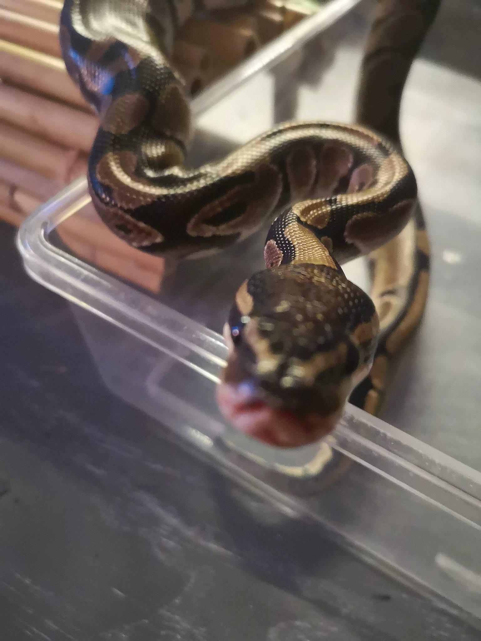 Snake participe au concours pour gagner de l'argent avec cette photo : boa, boa_constrictor, burmese_python, python, python_family, reptile, rock_python, scaled_reptile, serpent, snake