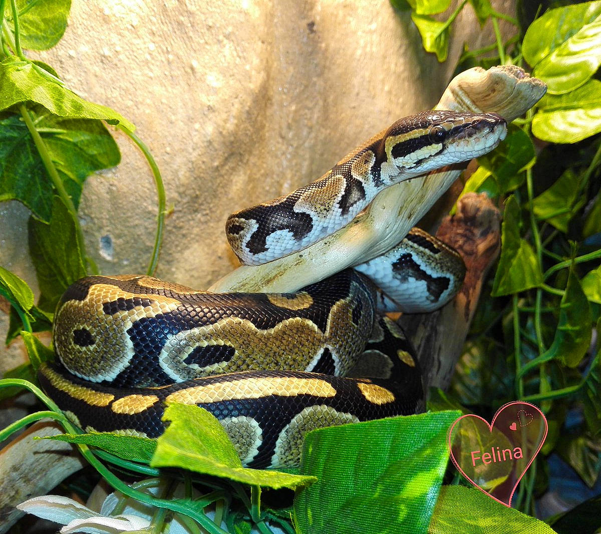 Khaa a rejoint le concours — aidez-le/la à gagner de superbes lots ! boa, boa_constrictor, burmese_python, python, python_family, reptile, rock_python, scaled_reptile, serpent, snake, terrestrial_animal, wildlife