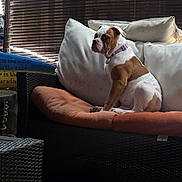Dolly joined the competition — help win amazing prizes! dog, boxer, pet, animal, sitting, sofa, couch, cushions, wicker_furniture, outdoor, patio, bamboo_blinds, sunlight, collar, brown_and_white, bulldog, relaxed, portrait, home_decor, photography