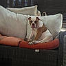 Dolly joined the competition — help win amazing prizes! dog, bulldog, pet, animal, sitting, cushion, pillows, sofa, wicker_furniture, patio, outdoor, portrait, white_and_brown, droopy_ears, wrinkled_face, serious_expression, home, furniture, window_blinds, resting