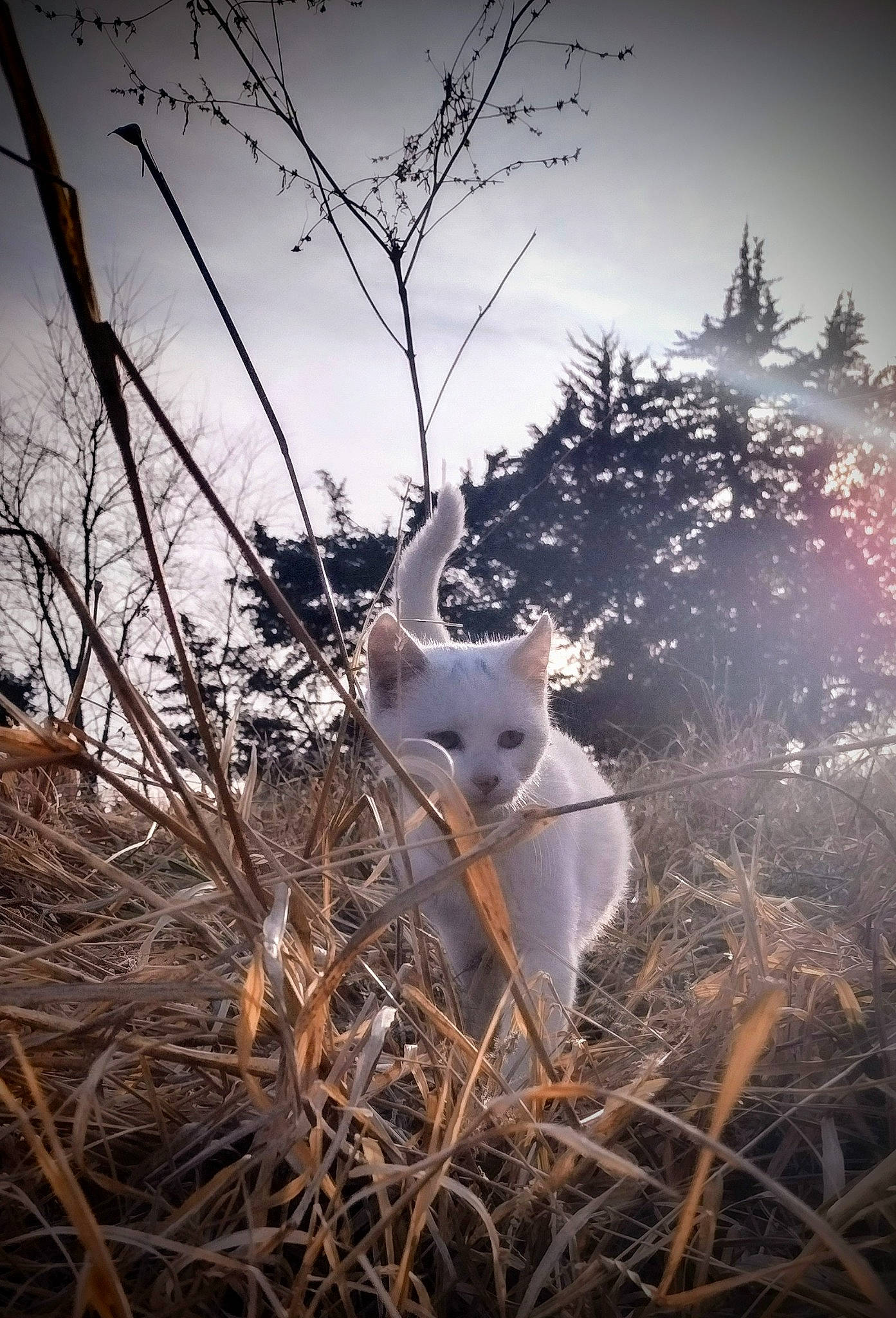 Mozzi is registered to the contest to win money with this photo: backlighting, branch, carnivore, cat, dog, grass, landscape, natural_landscape, plant, sky, tail, tree, twig, wildlife, winter, wood
