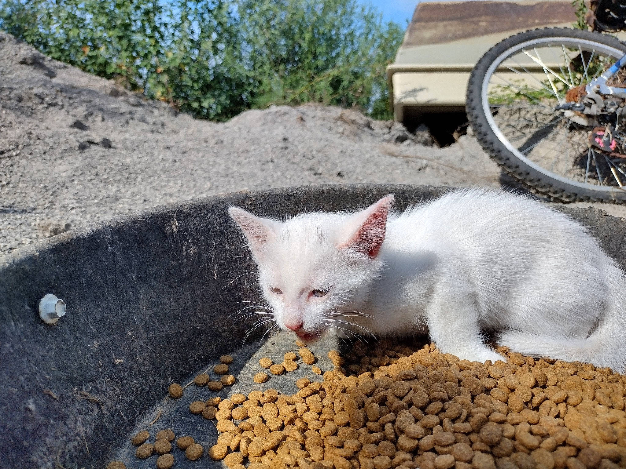 Mozzi joined the competition — help win amazing prizes! bicycle, bicycle_handlebar, bicycle_tire, bicycle_wheel, bicycles_equipment_and_supplies, carnivore, cat, domestic_short_haired_cat, felidae, grass, plant, sky, small_to_medium_sized_cats, snout, tail, tire, tree, vehicle, wheel, whiskers