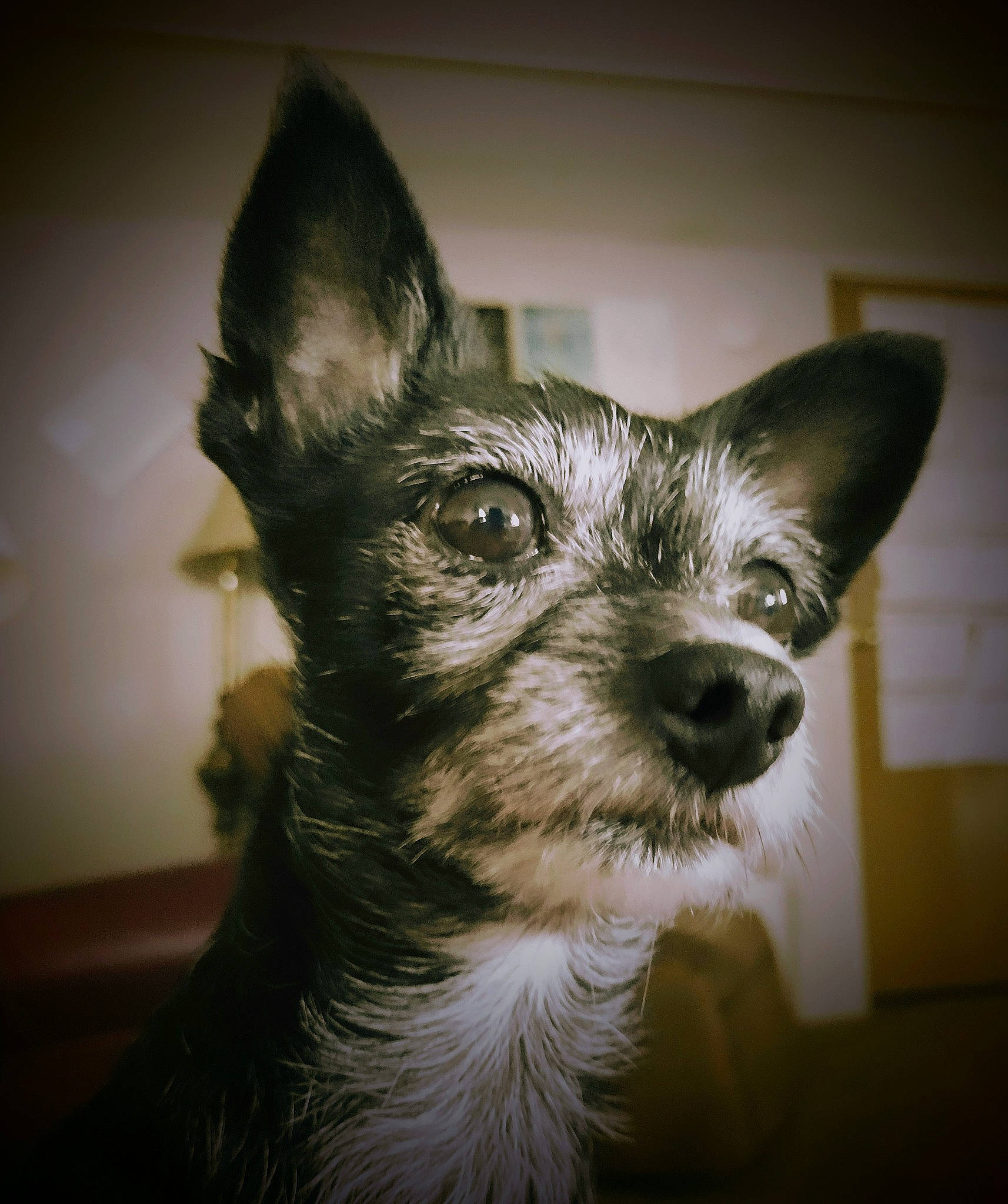 Buddy joined the competition — help win amazing prizes! canidae, carnivore, companion_dog, darkness, dog, dog_breed, dog_supply, ear, fur, small_terrier, snout, sporting_group, terrestrial_animal, toy_dog, whiskers, working_animal