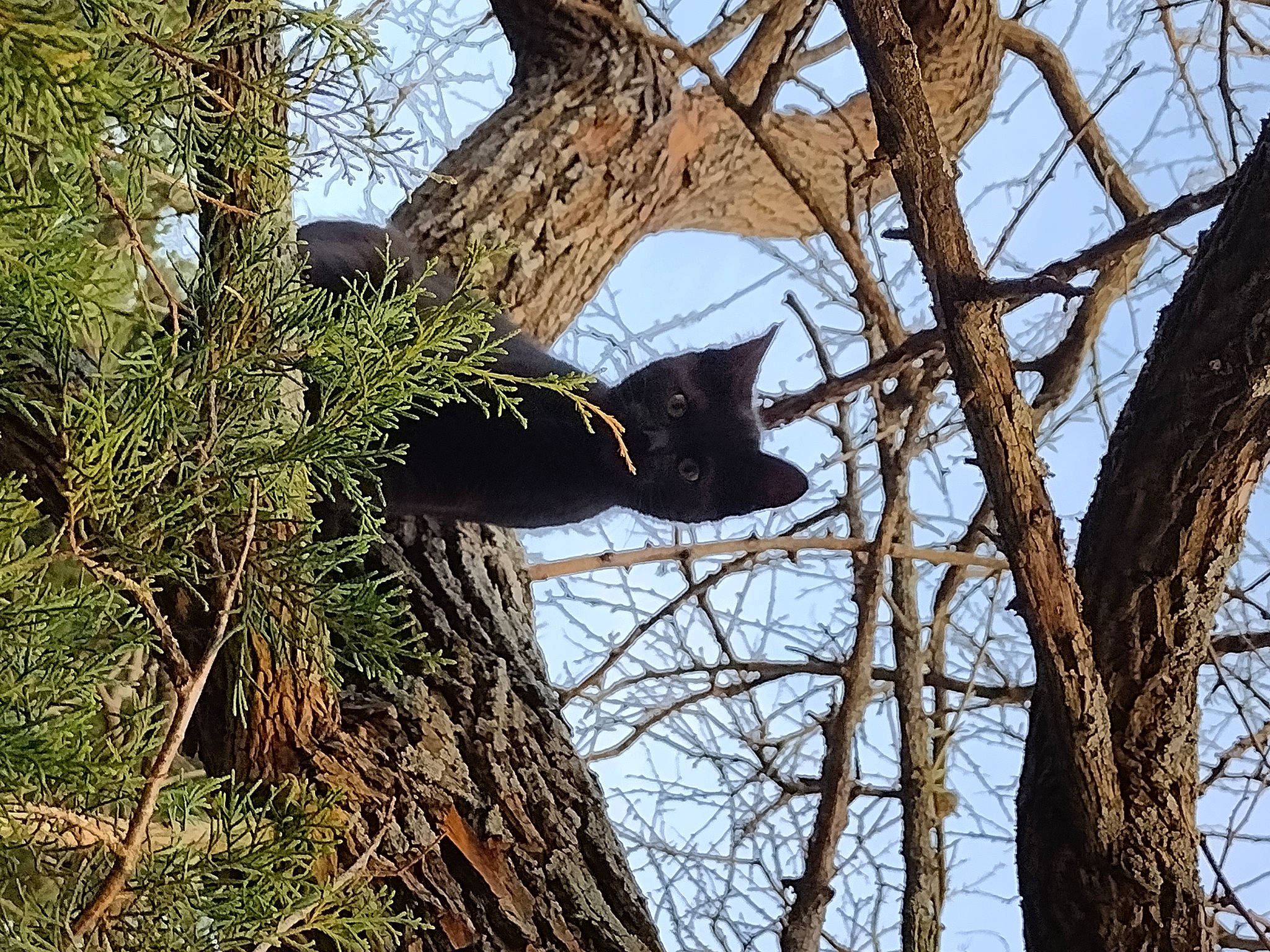 Gremlin joined the competition — help win amazing prizes! bombay, carnivore, cat, deciduous, domestic_short_haired_cat, eye, felidae, fur, grass, plant, sky, small_to_medium_sized_cats, snout, tail, terrestrial_animal, tree, trunk, twig, whiskers, wood