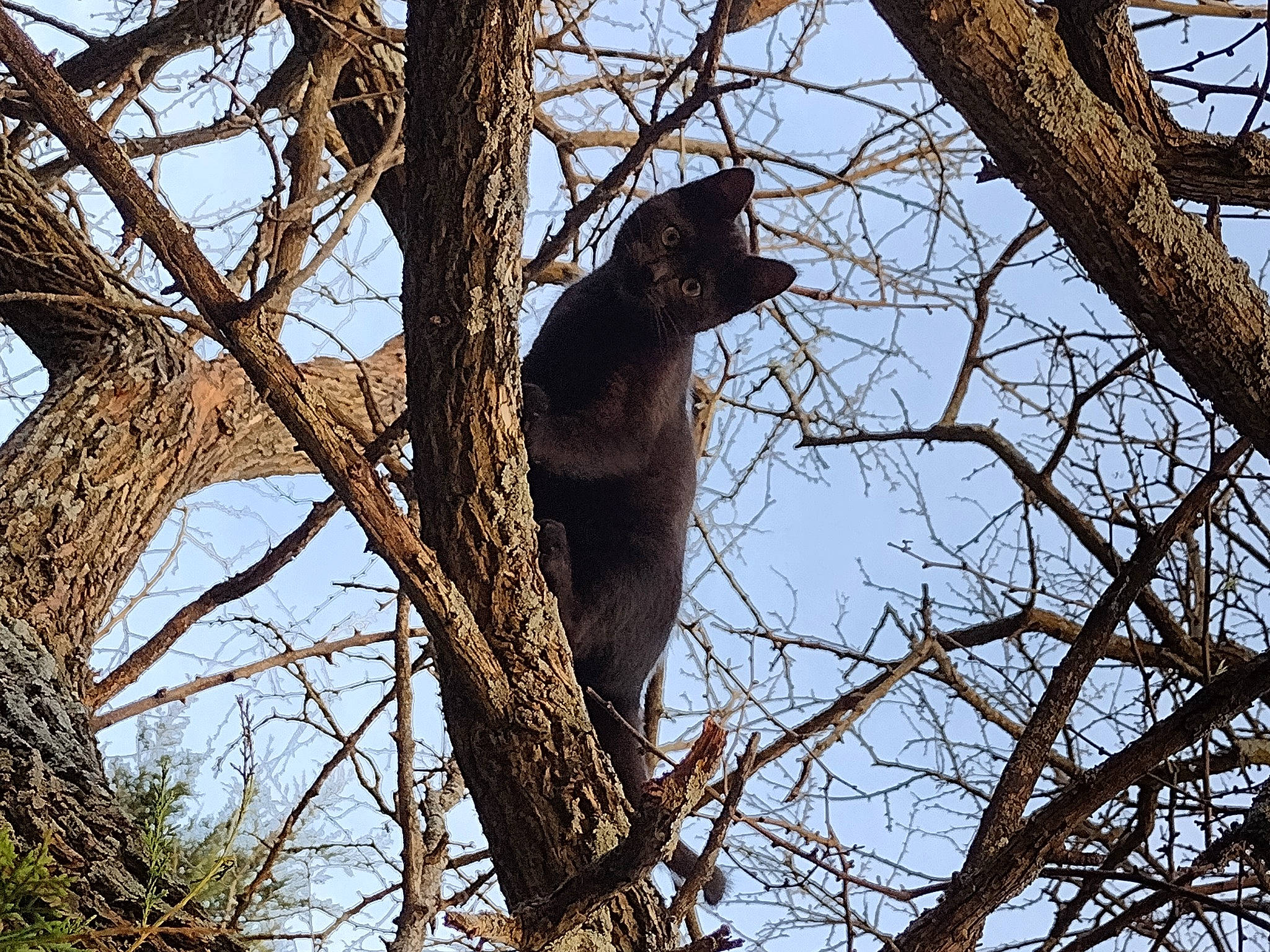 Gremlin joined the competition — help win amazing prizes! beak, bird, carnivore, feather, northern_hardwood_forest, perching_bird, plant, plant_stem, sky, tail, terrestrial_animal, tree, trunk, twig, wildlife, wood, woodland