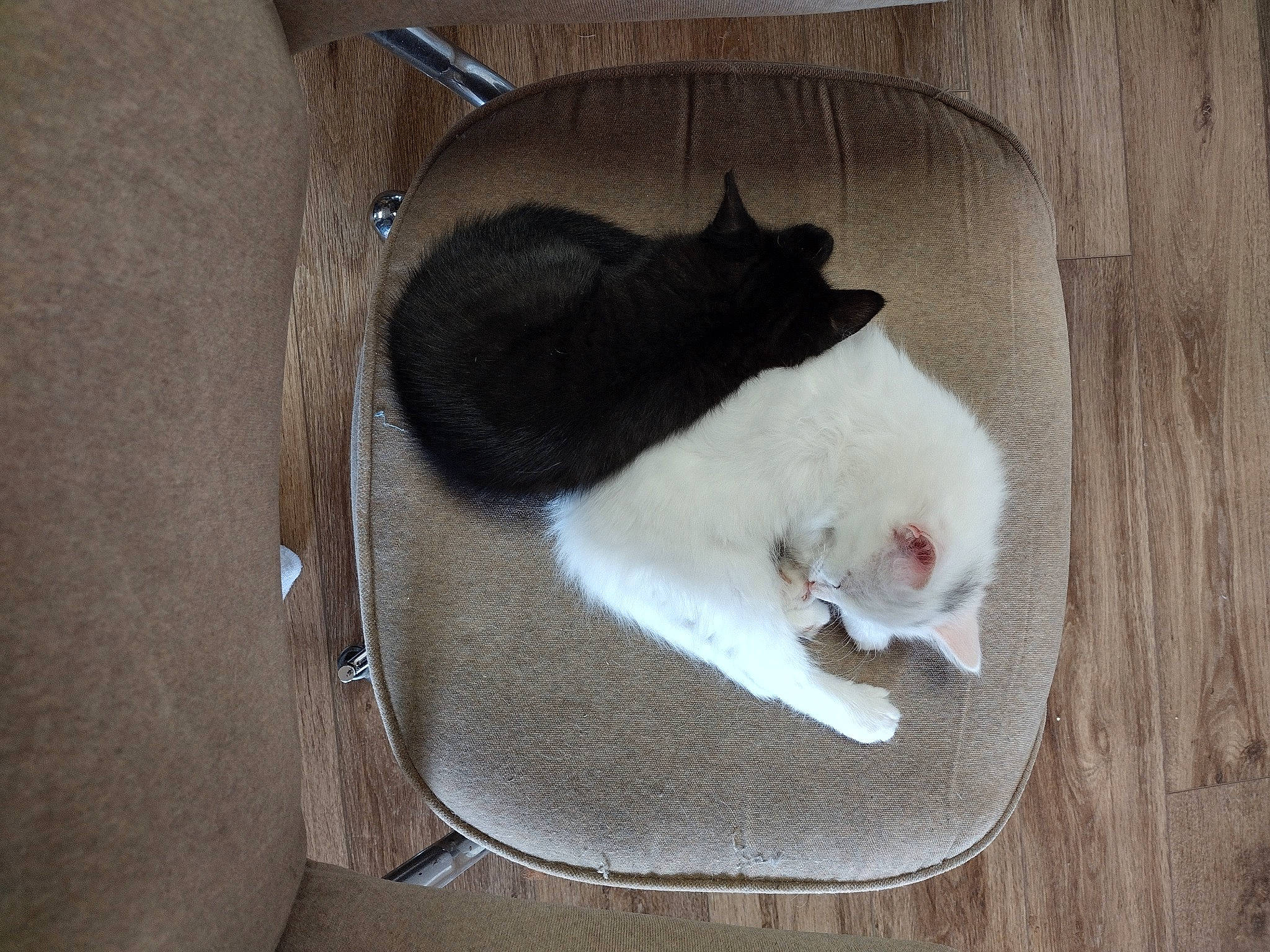 Yeti joined the competition — help win amazing prizes! box, carnivore, cat, cat_bed, cat_furniture, cat_supply, comfort, domestic_short_haired_cat, fawn, felidae, fur, hardwood, home_appliance, linens, paw, pet_supply, small_to_medium_sized_cats, tail, whiskers, wood