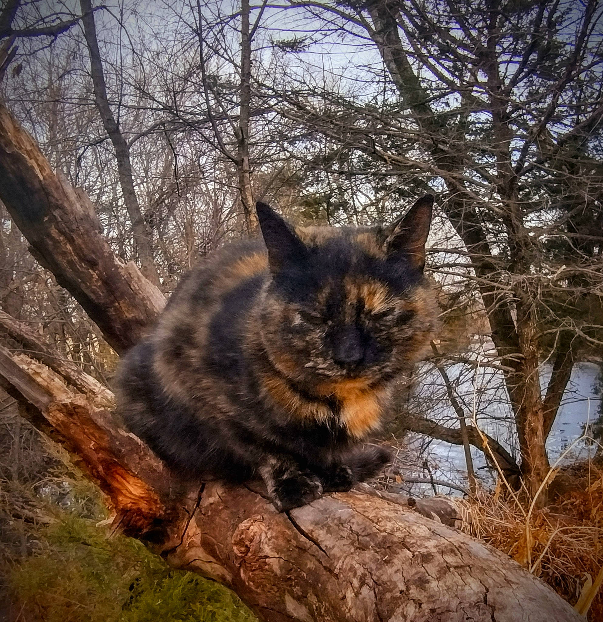 Fugly is registered to the contest to win money with this photo: carnivore, cat, deciduous, domestic_short_haired_cat, fawn, felidae, grass, natural_landscape, plant, sky, small_to_medium_sized_cats, snout, tail, terrestrial_animal, tints_and_shades, tree, trunk, twig, whiskers, wood