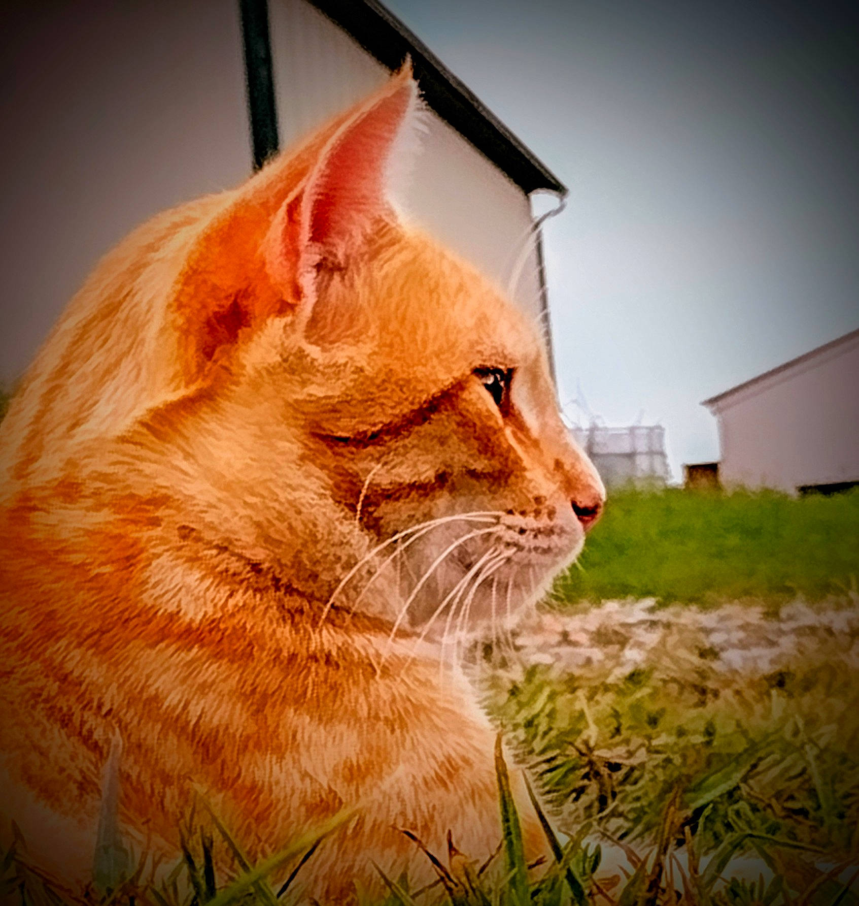 Cheese is registered to the contest to win money with this photo: carnivore, cat, domestic_short_haired_cat, eye, fawn, felidae, fur, grass, plant, sitting, sky, small_to_medium_sized_cats, snout, tail, terrestrial_animal, tints_and_shades, whiskers, wildlife, window, wood