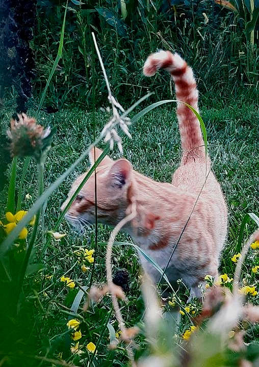 Cheese is registered to the contest to win money with this photo: beak, domestic_rabbit, fawn, felidae, flower, grass, grass_family, grassland, groundcover, hare, livestock, organism, plant, rabbit, rabbits_and_hares, small_to_medium_sized_cats, snout, tail, terrestrial_animal, whiskers