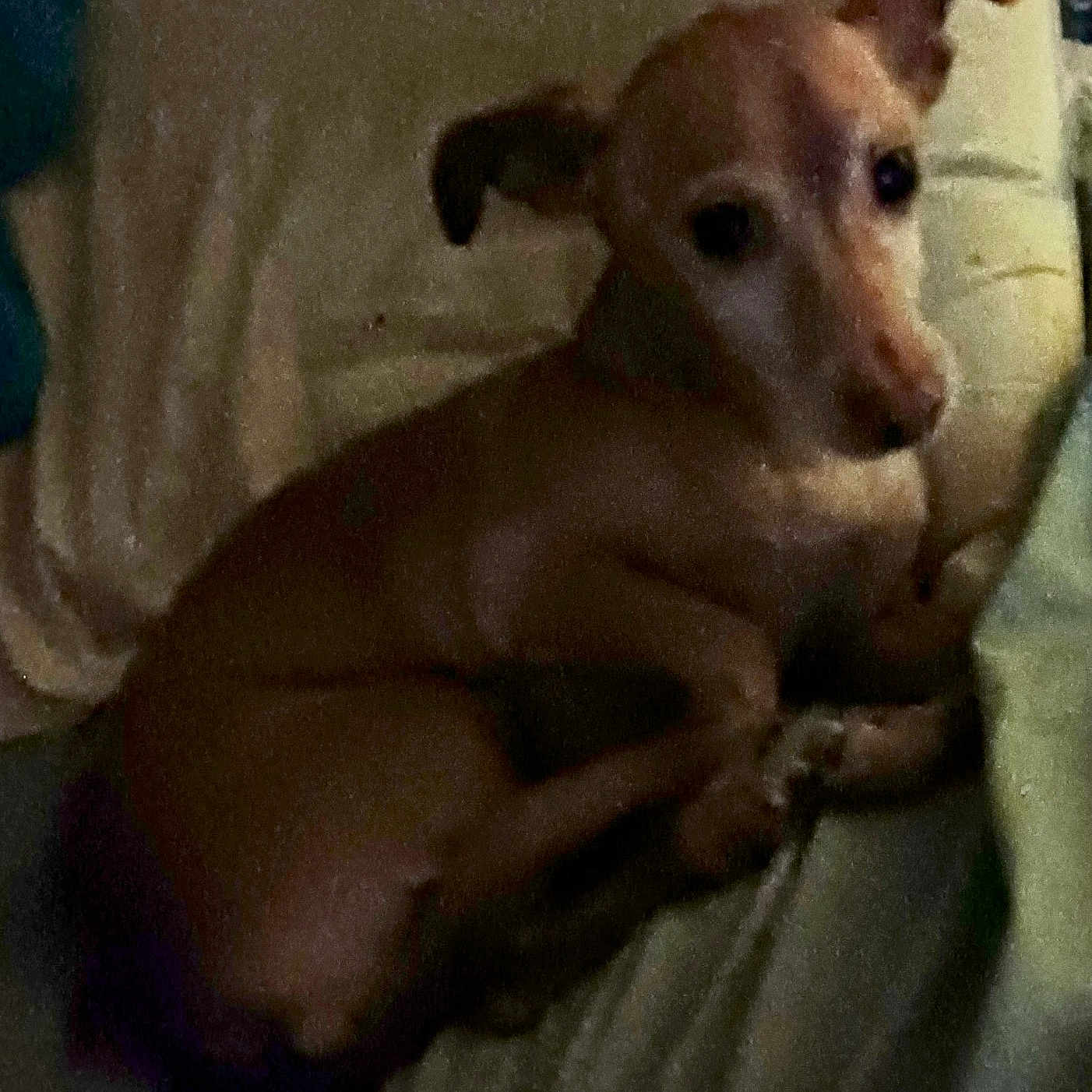 Cooper is registered to the contest to win money with this photo: animal, ball, bed, canine, chihuahua, couch, dog, face, furniture, head, hound, labradorretriever, person, pet, puppy, sleeping, snout, sport, tennis, tennisball