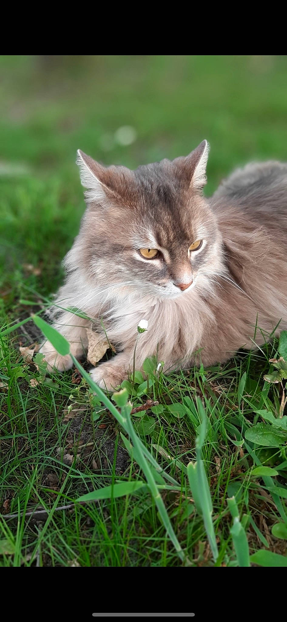 Modjo a rejoint le concours — aidez-le/la à gagner de superbes lots ! asian_semi_longhair, british_longhair, british_semi_longhair, carnivore, cat, domestic_long_haired_cat, felidae, grass, kitten, maine_coon, mammal, norwegian_forest_cat, pixie_bob, plant, ragamuffin, siberian, small_to_medium_sized_cats, tabby_cat, whiskers, wild_cat