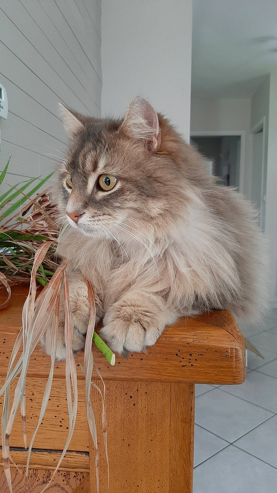 Modjo a rejoint le concours — aidez-le/la à gagner de superbes lots ! american_curl, asian, asian_semi_longhair, british_longhair, british_semi_longhair, carnivore, cat, domestic_long_haired_cat, fawn, felidae, maine_coon, mammal, norwegian_forest_cat, persian, ragamuffin, siberian, small_to_medium_sized_cats, vertebrate, whiskers