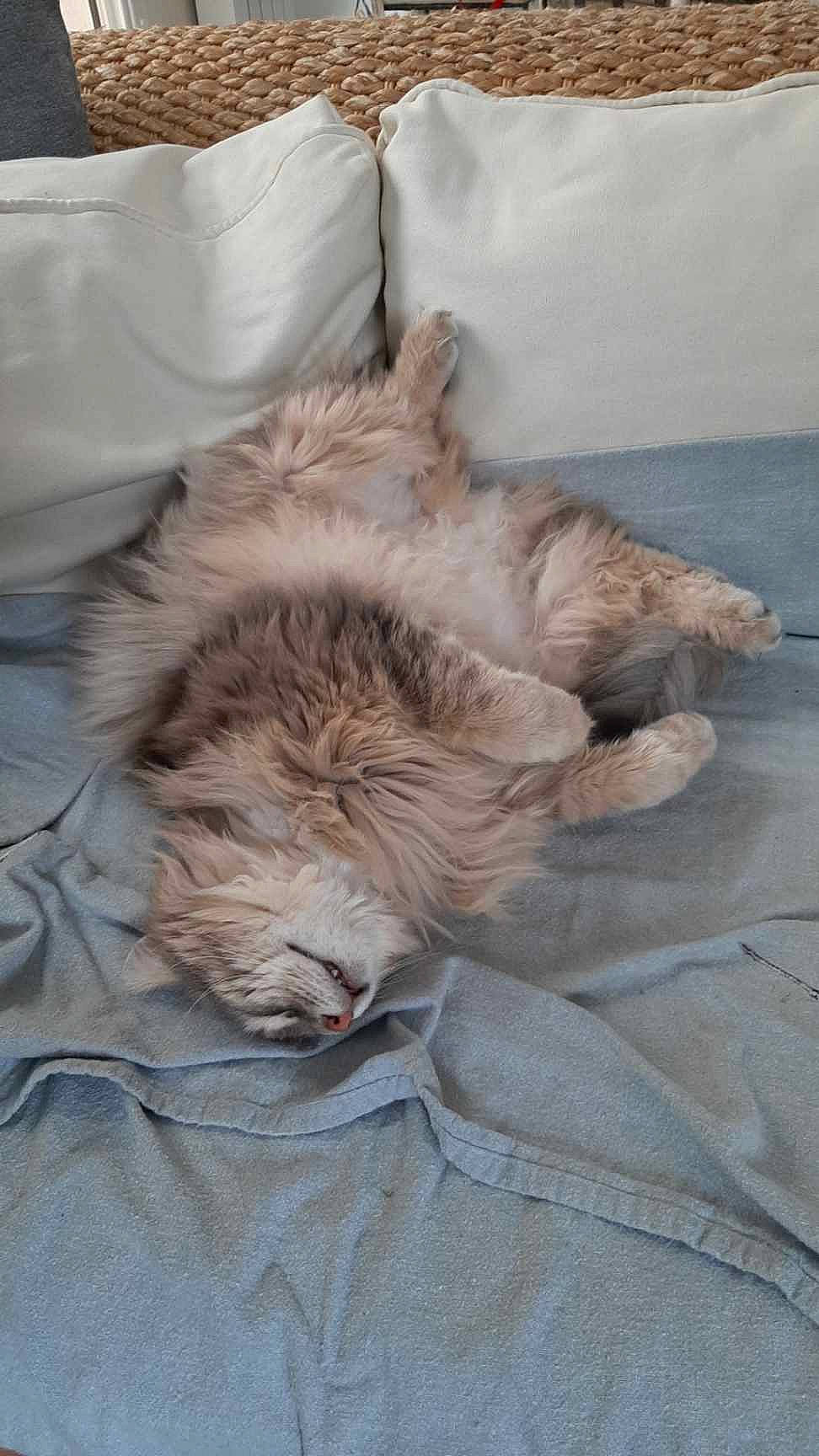 Modjo a rejoint le concours — aidez-le/la à gagner de superbes lots ! british_longhair, carnivore, cat, domestic_long_haired_cat, european_shorthair, felidae, fur, kitten, maine_coon, nap, norwegian_forest_cat, persian, ragamuffin, siberian, sleep, small_to_medium_sized_cats, tail, whiskers