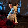Nani joined the competition — help win amazing prizes! puppy, dog, french_bulldog, leather_couch, blanket, red, black, pet, young, ears, collar, indoor, fur, cute, animal, sitting, looking_away, small, domestic_animal, resting