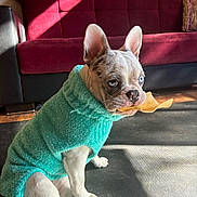 Nani is registered to the contest to win money with this photo: dog, puppy, sweater, blue_eyes, chip, indoor, mat, sofa, red_sofa, sunlight, wood_floor, pet, cute, small_dog, french_bulldog, seated, looking_away, cozy, home_interior, decor