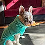 dog, puppy, sweater, blue_eyes, chip, indoor, mat, sofa, red_sofa, sunlight, wood_floor, pet, cute, small_dog, french_bulldog, seated, looking_away, cozy, home_interior, decor
