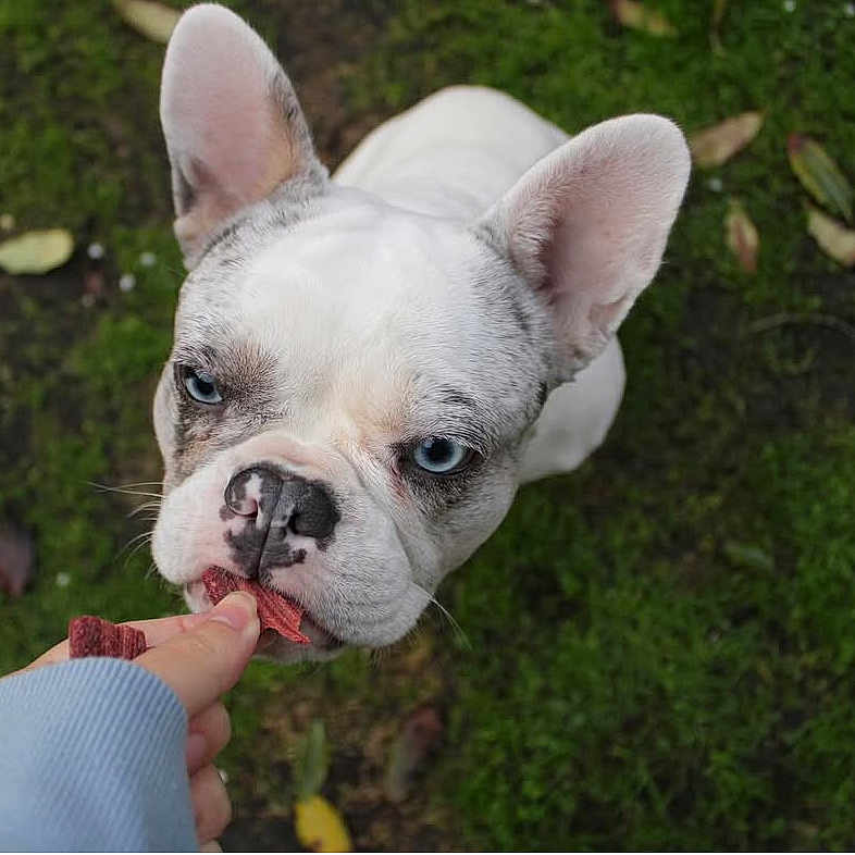 Nani joined the competition — help win amazing prizes! animal, blue_eyes, canine, closeup, cute, dog, ears, feeding, french_bulldog, fur, grass, hand, leaf, moss, nature, outdoor, pet, snout, treat, white_dog