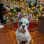 Nani is registered to the contest to win money with this photo: dog, french_bulldog, puppy, christmas_tree, holiday, decorations, baubles, lights, indoor, floor, red_collar, cute, pet, animal, fur, ears, sitting, wooden_floor, festive, home