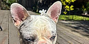 Nani is registered to the contest to win money with this photo: dog, french_bulldog, flower, ears, wooden_deck, outdoor, sunlight, pet, animal, cute, sitting, closeup, daylight, nature, garden, shadows, expression, portrait, small_flower, background