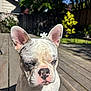 dog, french_bulldog, flower, ears, wooden_deck, outdoor, sunlight, pet, animal, cute, sitting, closeup, daylight, nature, garden, shadows, expression, portrait, small_flower, background