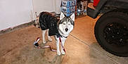 Kuma is registered to the contest to win money with this photo: animal, black_coat, bottled_water, concrete_floor, curious, dog, floor, garage, husky, indoor, leash, looking_at_camera, pet, raincoat, red_vehicle, stack, standing, tire, vehicle, wheel