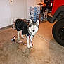animal, black_coat, bottled_water, concrete_floor, curious, dog, floor, garage, husky, indoor, leash, looking_at_camera, pet, raincoat, red_vehicle, stack, standing, tire, vehicle, wheel