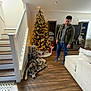 carpet, casual_clothing, christmas_tree, dog, gift_wrap, holiday_decorations, home, husky, indoor, lights, living_room, man, modern_furniture, pet, presents, relaxed, sofa, stairs, window, wooden_floor