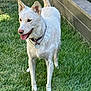dog, white_dog, grass, outdoor, pet, collar, canine, animal, happy, tongue_out, ears_up, fence, yard, nature, playful, standing, daylight, mammal, friendly, garden