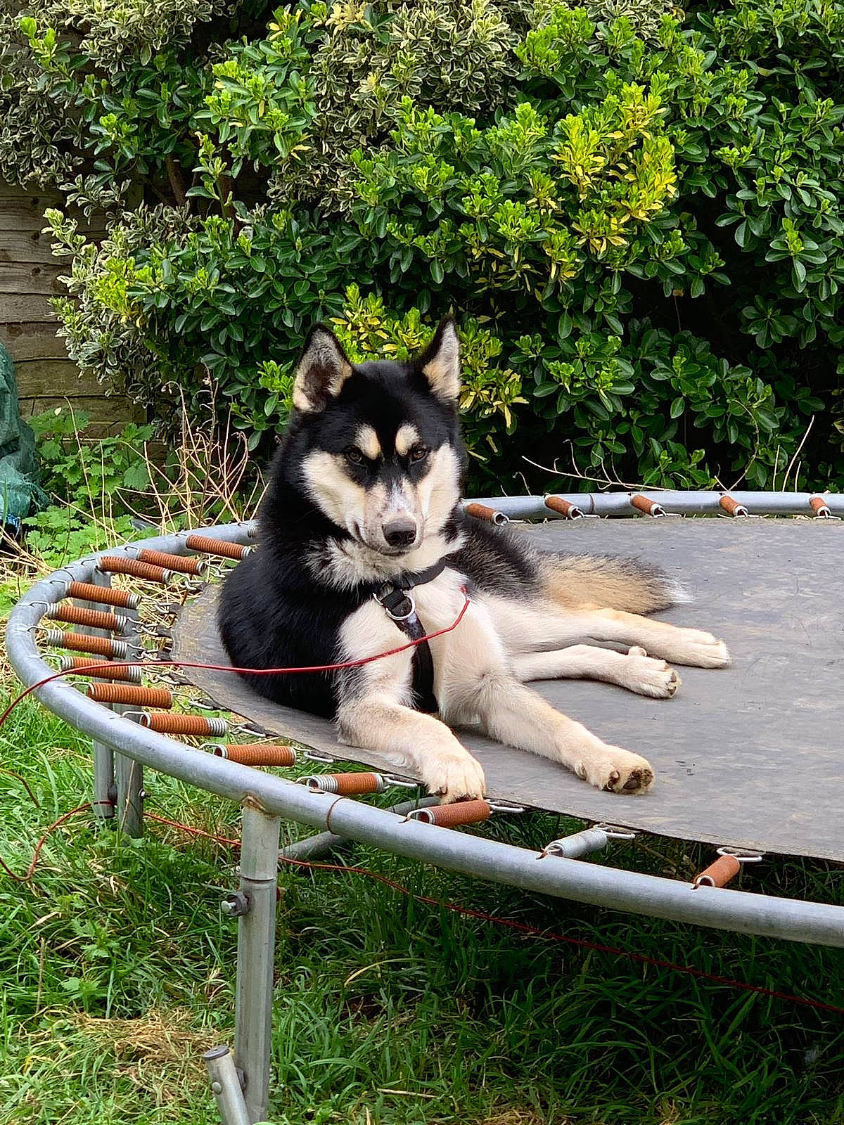 Lucas is registered to the contest to win money with this photo: alaskan_klee_kai, alaskan_malamute, canidae, canis, carnivore, dog, dog_breed, east_siberian_laika, mammal, miniature_siberian_husky, northern_inuit_dog, saarloos_wolfdog, sakhalin_husky, seppala_siberian_sleddog, siberian_husky, sled_dog, sporting_group, tree, vertebrate, wolfdog