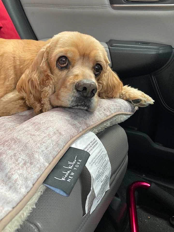 Sam joined the competition — help win amazing prizes! auto_part, automotive_exterior, automotive_mirror, car_seat, car_seat_cover, carnivore, collar, comfort, companion_dog, dog, dog_breed, dog_supply, fawn, fur, head_restraint, motor_vehicle, personal_luxury_car, snout, vehicle_door, whiskers