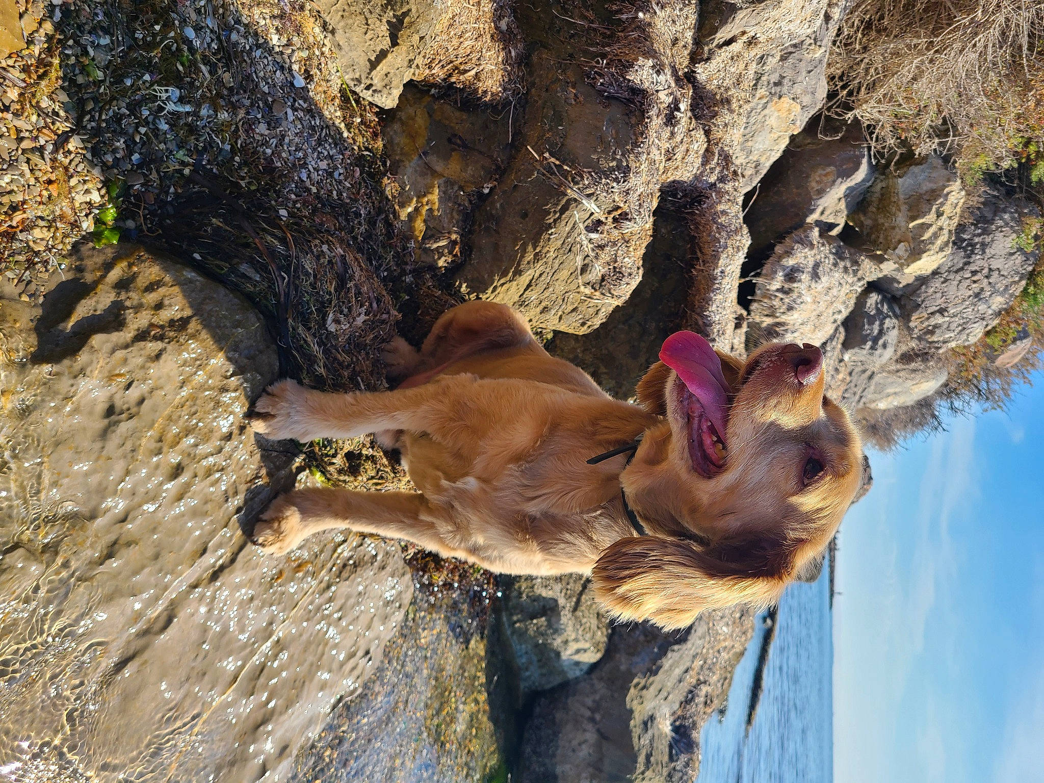 Kiwi participe au concours pour gagner de l'argent avec cette photo : adventure, bedrock, canidae, carnivore, cloud, dog, dog_breed, fawn, landscape, liver, plant, rock, sky, snout, soil, sporting_group, tree, trunk, wildlife, wood