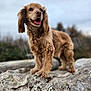 animal, background_blur, brown, canine, closeup, dog, friendly, fur, grass, happy, log, mammal, nature, outdoor, pet, portrait, sky, standing, tongue, tree