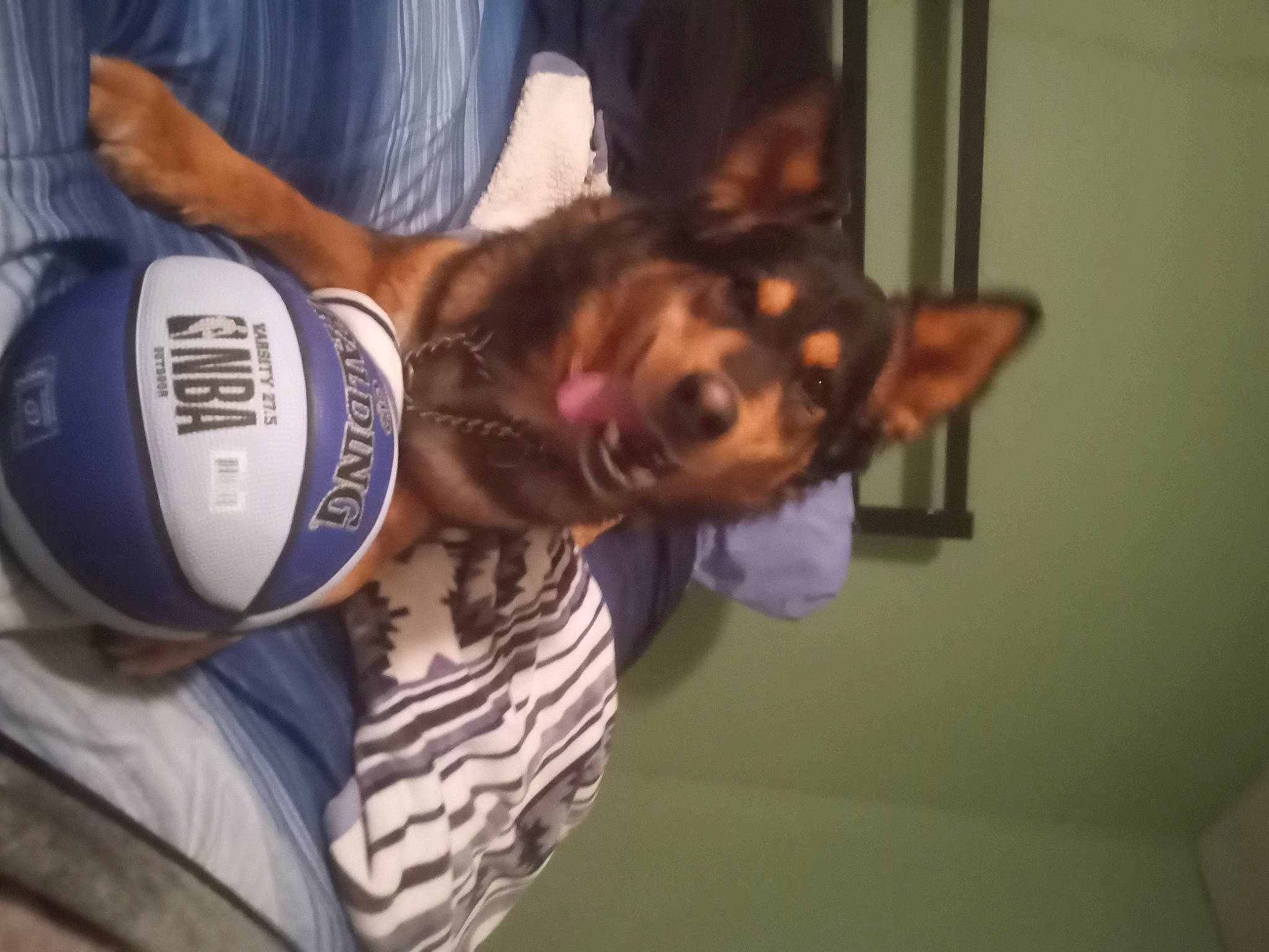 Havoc joined the competition — help win amazing prizes! ball, carnivore, companion_dog, dog, dog_breed, elbow, fawn, fun, fur, happy, logo, personal_protective_equipment, room, sports_equipment, sports_gear, sports_uniform, sportswear, t_shirt, tree