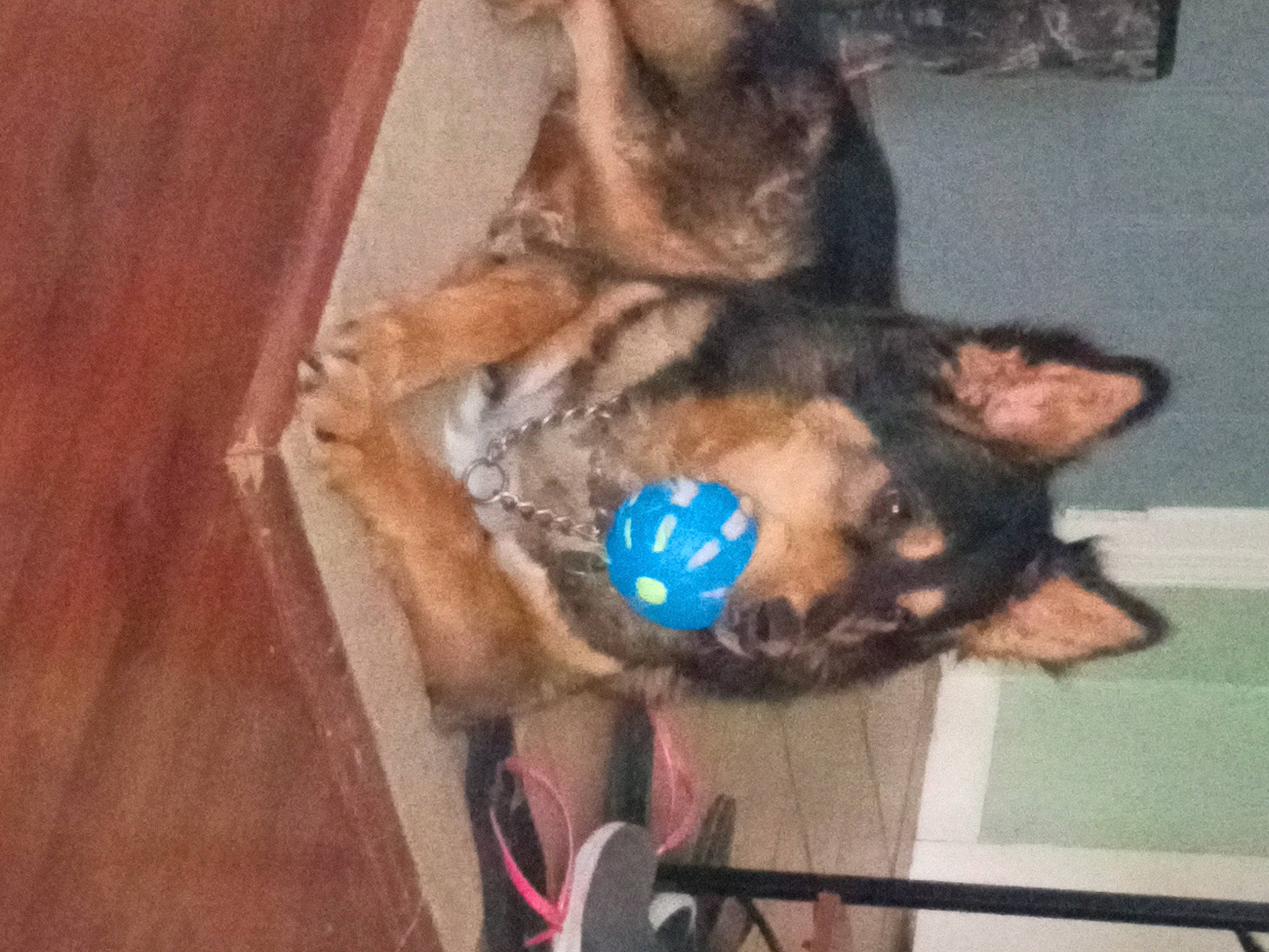 Havoc joined the competition — help win amazing prizes! canidae, carnivore, collar, companion_dog, dog, dog_breed, dog_supply, fawn, felidae, fur, german_shepherd_dog, hardwood, non_sporting_group, small_to_medium_sized_cats, snout, sporting_group, tail, varnish, whiskers, wood