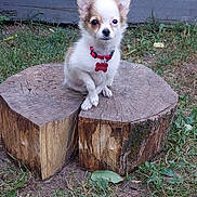 Gizmo joined the competition — help win amazing prizes! puppy, dog, chihuahua, small_dog, pet, animal, outdoor, grass, tree_stump, collar, cute, fur, ears, nature, young, sitting, canine, adorable, ground, backyard