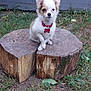 puppy, dog, chihuahua, small_dog, pet, animal, outdoor, grass, tree_stump, collar, cute, fur, ears, nature, young, sitting, canine, adorable, ground, backyard