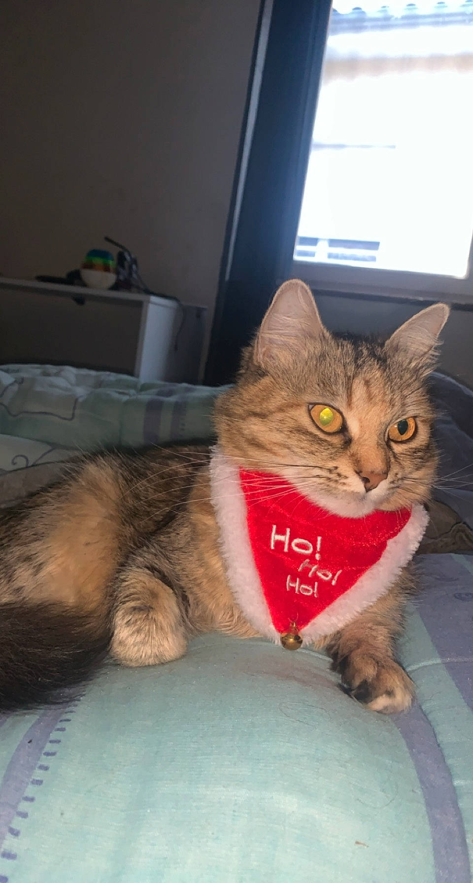 Anna participe au concours pour gagner de l'argent avec cette photo : box, carnivore, cat, claw, comfort, domestic_short_haired_cat, eye, fawn, felidae, foot, fur, paw, plant, sitting, small_to_medium_sized_cats, snout, tail, tree, whiskers, window