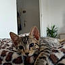 Sunny a rejoint le concours — aidez-le/la à gagner de superbes lots ! cat, kitten, tabby, animal, pet, feline, stretching, blanket, leopard_print, indoor, cozy, relaxed, paw, curious_eyes, fur, cute, domestic_animal, resting, bed, plant