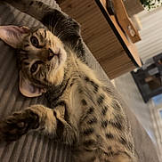 Sunny a rejoint le concours — aidez-le/la à gagner de superbes lots ! cat, couch, cozy, curious, eyes, face, fur, furniture, home, indoor, kitten, living_room, paw, pet, plant, relaxed, stretching, tabby, whiskers, wooden_table