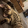 cat, kitten, tabby, stretching, couch, indoor, furniture, plant, wooden_table, relaxed, pet, fur, whiskers, paw, eyes, face, living_room, cozy, home, curious