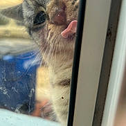 Smudge joined the competition — help win amazing prizes! cat, tabby, tongue_out, window, glass, whiskers, curious, close_up, face, pet, animal, feline, dirty_window, reflection, indoor, blurred_background, nose, ears, fur, playful
