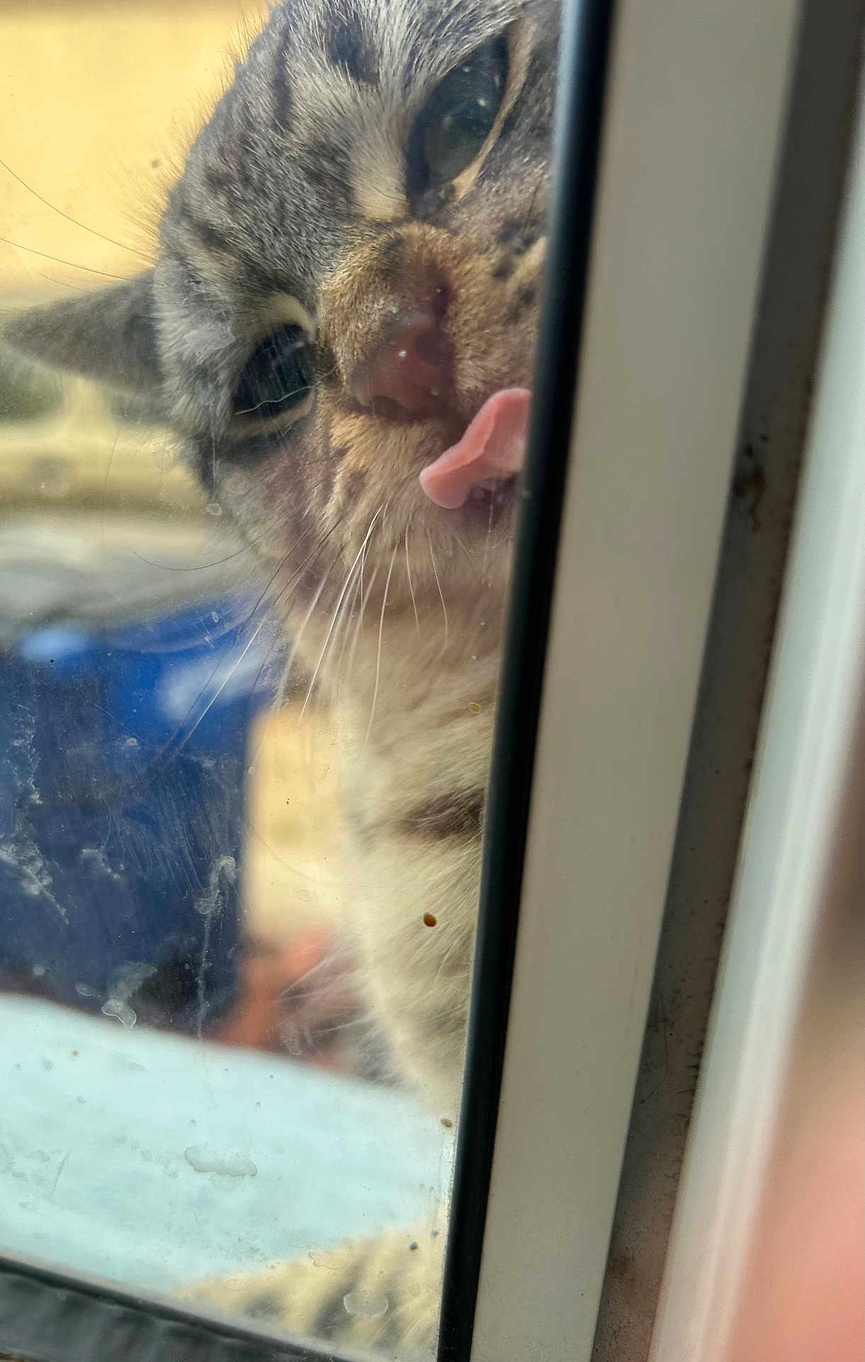 Smudge joined the competition — help win amazing prizes! cat, tabby, tongue_out, window, glass, whiskers, curious, close_up, face, pet, animal, feline, dirty_window, reflection, indoor, blurred_background, nose, ears, fur, playful