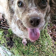 Cannelle a rejoint le concours — aidez-le/la à gagner de superbes lots ! animal, brown_fur, close_up, dog, ears, eyes, forest, ground, happy, leaf_litter, log, moss, nature, outdoor, pet, playful, snout, tongue, wet_fur, wood